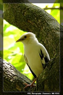 Jalak Putih (Black-winged Starling Sturnus melanopterus) 5